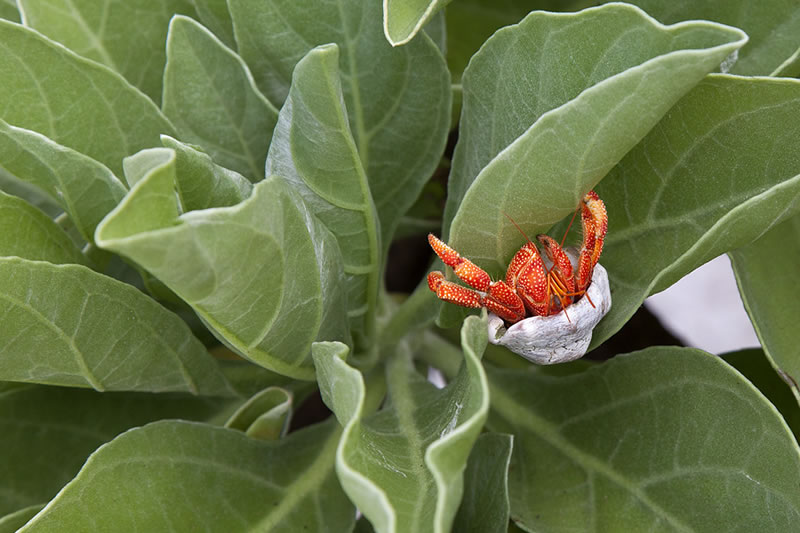 Small Strawberry Hermit Crab (Coenobita perlatus) climbs among the fushy foliage.