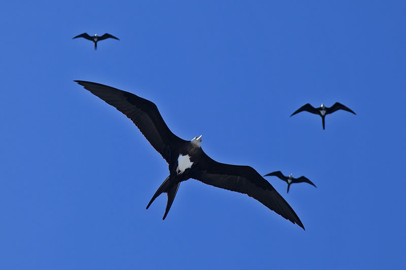 Squadron of female Greater Frigatebirds (Fregata minor).