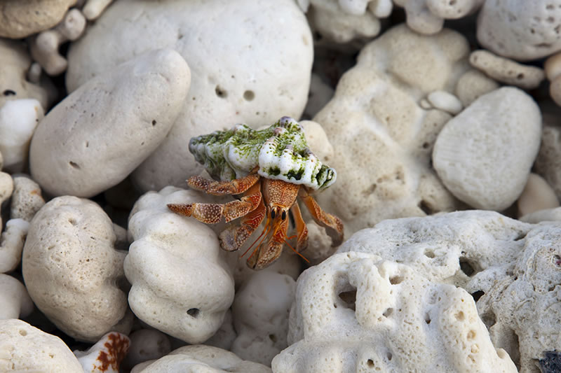 Strawberry Hermit Crab (Coenobita perlatus) scrambles over coral rubble.