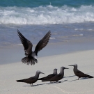 A group of several Lesser Noddies (Anous tenuirostris) are joined by another.