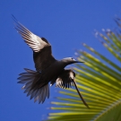 A Lesser Noddy (Anous tenuirostris) caught mid-flap while returning to its nesting area.