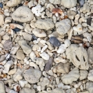 Area of the beach covered by shell hash and tumbled pieces of coral skeleton.