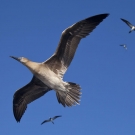 Boobies soaring overhead.