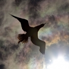 Brown Booby (Sula leucogaster) silhouette as it flies overhead and into the sun.