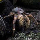 Coconut Crab (Birgus latro) near its burrow among coconut palm roots.