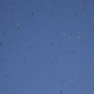 Dense cluster of boobies and frigatebirds soaring in an azure blue sky made quite the racket.