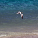 Great Crested Tern (Thalasseus bergii) hunting along the breaking waves.