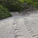 Green Sea Turtle (Chelonia mydas) tracks to the nest at the treeline.