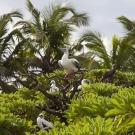 Group of Red-footed Boobies (Sula sula) in a small bare tree.