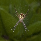 Orb weaver spider (Argiope sp.) in the vegetation along the beach.