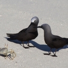 Pair of Lesser Noddies (Anous tenuirostris) and a Horn-eyed Ghost Crab (Ocypode ceratopthalma) have a face-off.