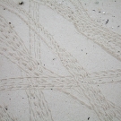 Raceway of overlapping tracks from Strawberry Hermit Crabs (Coenobita perlatus).