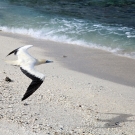 Red-footed Boobies (Sula sula) heads off to sea.