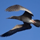 Red-footed Booby (Sula sula) caught mid-flap while flying by.