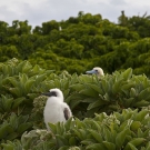 Red-footed Booby (Sula sula) chick near fledging size.