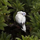 Red-footed Booby (Sula sula) sleeping soundly.