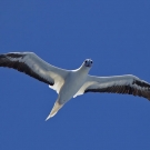 Red-footed Booby (Sula sula) soaring by on a thermal updraft.