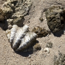 Shell of a giant clam (likely Tridacna squammosa) spotted among the coral rubble.