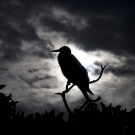 Silhouette of a Red-footed Booby (Sula sula) as the storm clouds roll in.