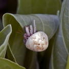 Small hermit--possibly a young Strawberry Hermit (Coenobita perlatus)--inhabiting one of the snail shells.