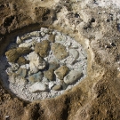 Small round tidepool in a rocky section of the beach likely caused by the rootball of a coconut palm tree.