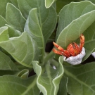 Small Strawberry Hermit Crab (Coenobita perlatus) climbs among the fushy foliage.