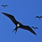 Squadron of female Greater Frigatebirds (Fregata minor).