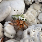 Strawberry Hermit Crab (Coenobita perlatus) scrambles over coral rubble.