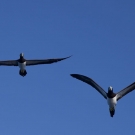 Trio of Brown Boobies (Sula leucogaster).