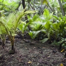 Understory of the coconut palm canopy showing dense thicket of sprouted coconuts.