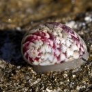 Very decorated snail slowly traversing the rocky shore at the water\'s edge.