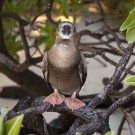 Young Red-footed Booby (Sula sula) stares back inquisitively at the camera.