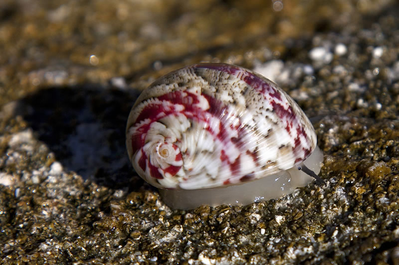 Very decorated snail slowly traversing the rocky shore at the water\'s edge.