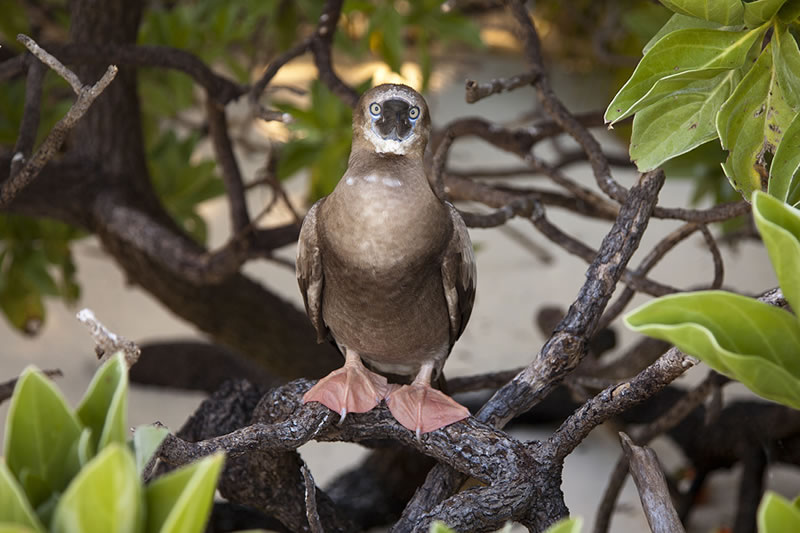 Young Red-footed Booby (Sula sula) stares back inquisitively at the camera.