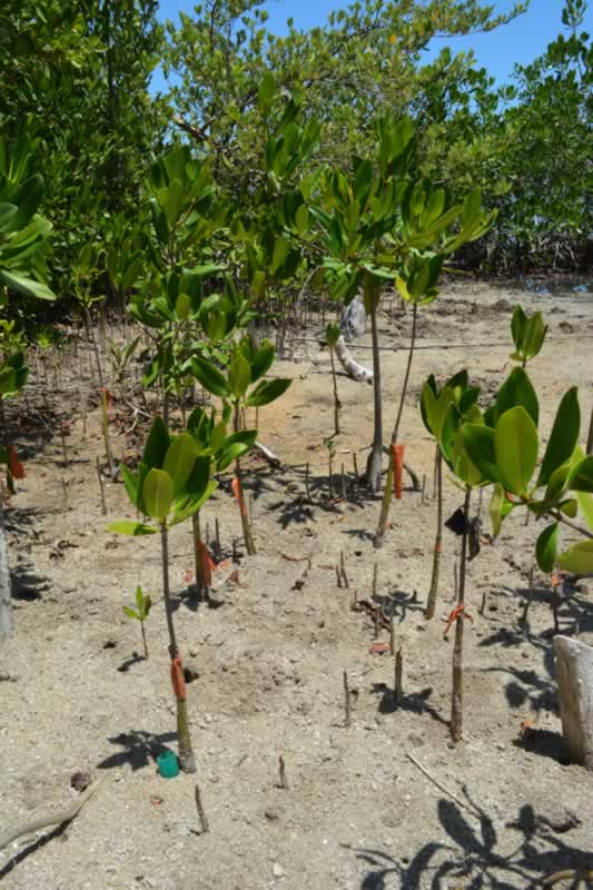 The students from the JAMIN program planted the shorter trees with the orange tags last year. They have grown so much in just one year!