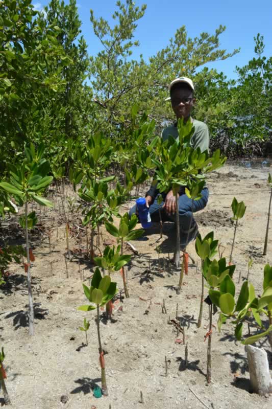 University of the West Indies Discovery Bay Education and Outreach Coordinator, Shanna Thomas, squats to appreciate how much the mangroves have grown since last year.