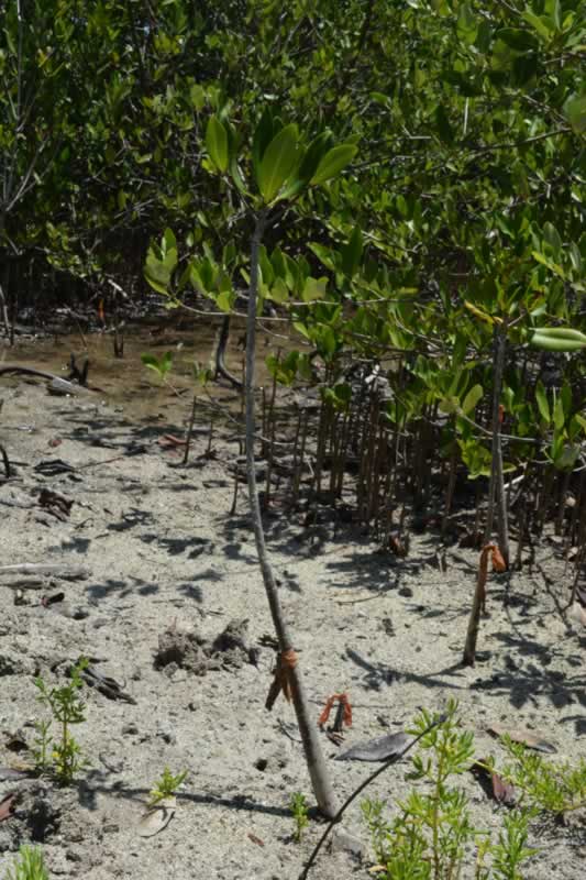 The red mangrove propagules are growing tall at the Falmouth mangrove restoration site.