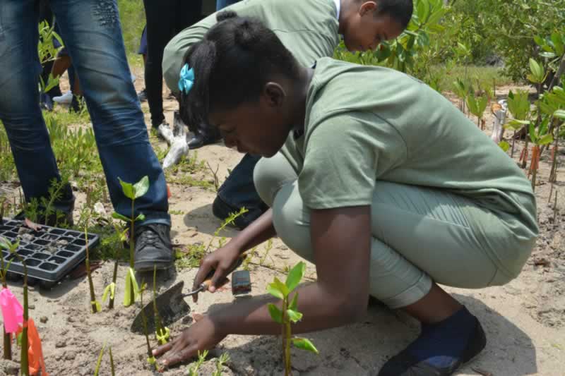 The mangrove propagules are planted about one inch deep in the soil. This student from Holland High School makes sure that her propagule is firmly planted in the ground.