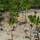 The students from the JAMIN program planted the shorter trees with the orange tags last year. They have grown so much in just one year!