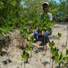 University of the West Indies Discovery Bay Education and Outreach Coordinator, Shanna Thomas, squats to appreciate how much the mangroves have grown since last year.