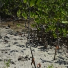 The red mangrove propagules are growing tall at the Falmouth mangrove restoration site.