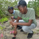 Students from Holland High School plant their mangrove seedlings at the restoration site in Falmouth, Jamaica.