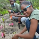 Holland High School Biology students plant mangrove seedlings that they have been growing for the past 8 months.