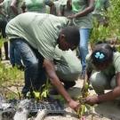 Students at Holland High School plant their mangroves carfully in the ground.