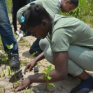 The mangrove propagules are planted about one inch deep in the soil. This student from Holland High School makes sure that her propagule is firmly planted in the ground.