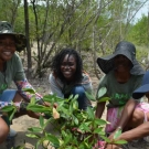 William Knibb High School Biology students tag their mangrove seedling with tape, so they can identify which type of media each one was planted in.