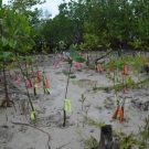 Here is the aftermath of the restoration - orange, pink, and yellow tagged propagules!