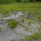 Last year, students in the JAMIN program planted these black mangroves (tagged in orange). They are very healthy and growing tall.