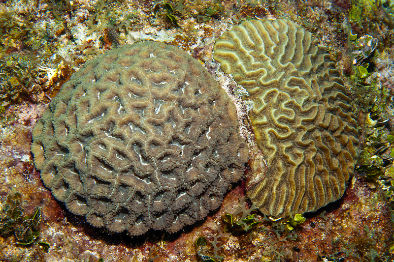 Rough Star Coral on the left and Symmetrical Brain Coral on the right.