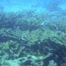 Elkhorn Coral